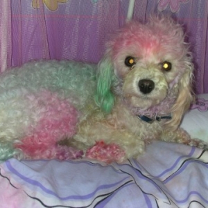 Paulie Poodle at Easter