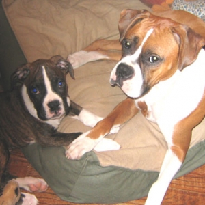 Canine Kids