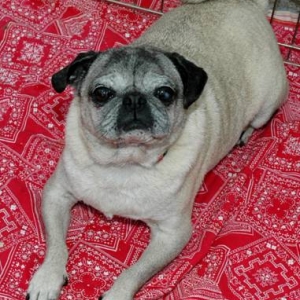 Peanut051