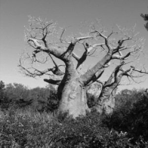Baobob tree on Kilimanjaro Safari