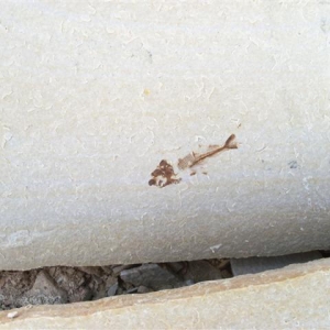 WY