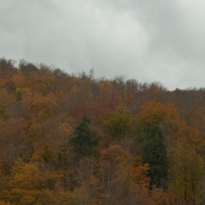 DSC_06017