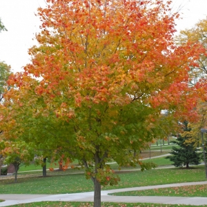 2151
