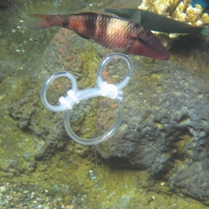 Rainbow Reef at Aulani