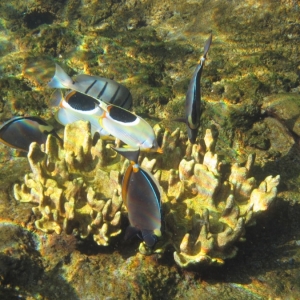 Rainbow Reef at Aulani