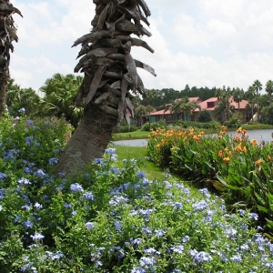 Coronado Springs Resort