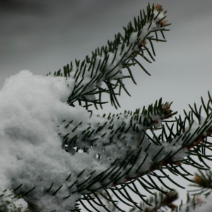 As_Pure_as_the_Driven_Snow