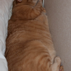 Not_enough_room_to_swing_a_cat