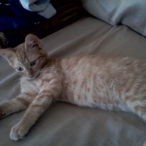 New_Kitty_smaller_pic