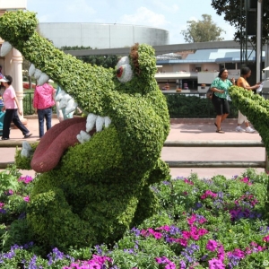 Epcot-Flower-Garden-2012-008