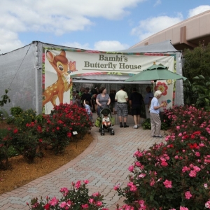 Epcot-Flower-Garden-2012-012