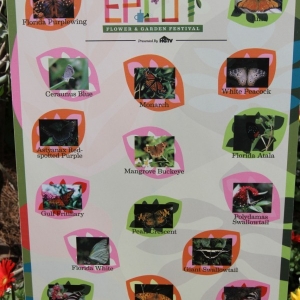 Media 'Epcot-Flower-Garden-2012-018' in category '2012 Flower and Garden Festival'