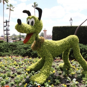 Epcot-Flower-Garden-2012-041