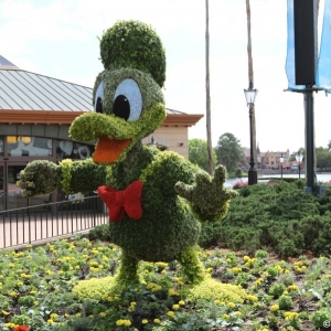 Epcot-Flower-Garden-2012-043