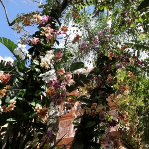 Epcot-Flower-Garden-2012-056