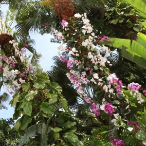 Epcot-Flower-Garden-2012-059