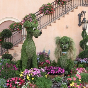 Epcot-Flower-Garden-2012-077