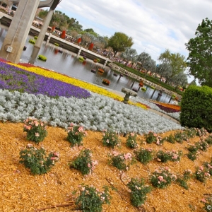 Epcot-Flower-Garden-2012-121