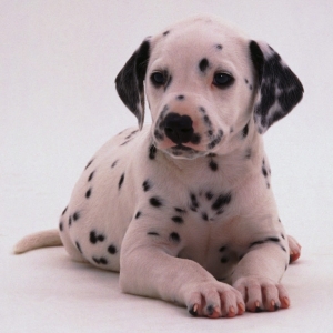 Dalmations