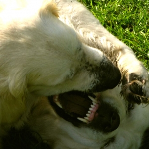 dog-eat-dog