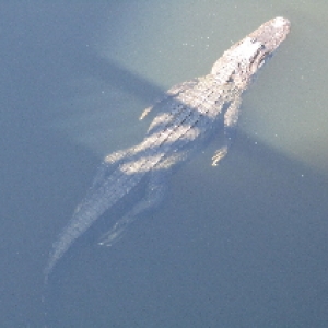 BCV Alligator