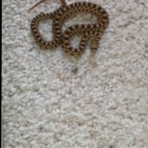 Baby Rattlesnakce