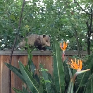 Opposum