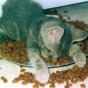 passed-out-kitty