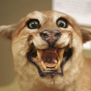 stuffed-cougar1