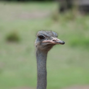O_Animal4