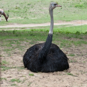 O_Animal_3