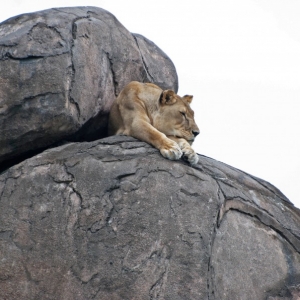 Nobility5