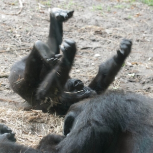Upside_Down2