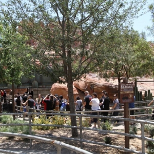 Radiator-Springs-Racers-005