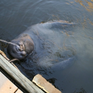 Hilton Head Manatee