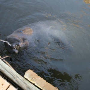 Hilton Head Manatee