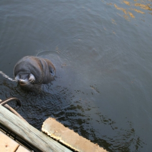 Hilton Head Manatee