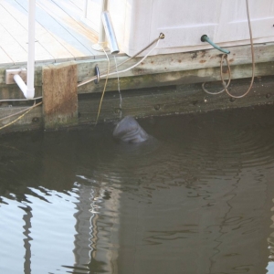 Manatee4