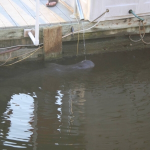 Manatee5