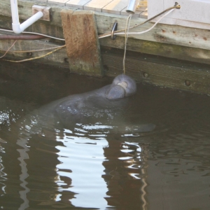 Manatee6