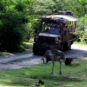 Kilimanjaro Safari