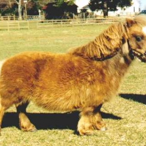 unusual-miniature-horse