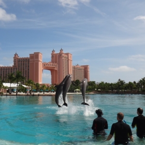 Atlantis Dolphin Adventure