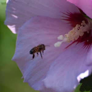 DSC_069013a