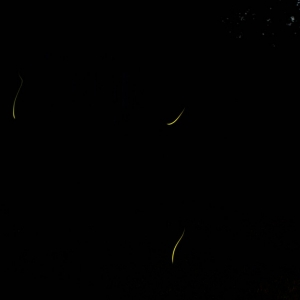DSC_070210a