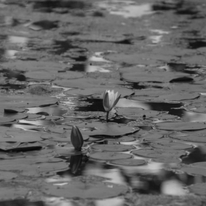 DSC_07379a