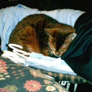 millie_asleep_on_clothes