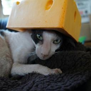 Pedro_Cheese2