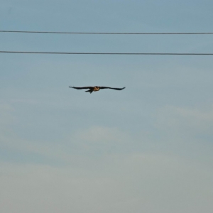 DSC_084444