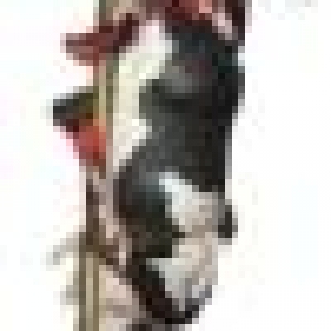 Pole Cow
